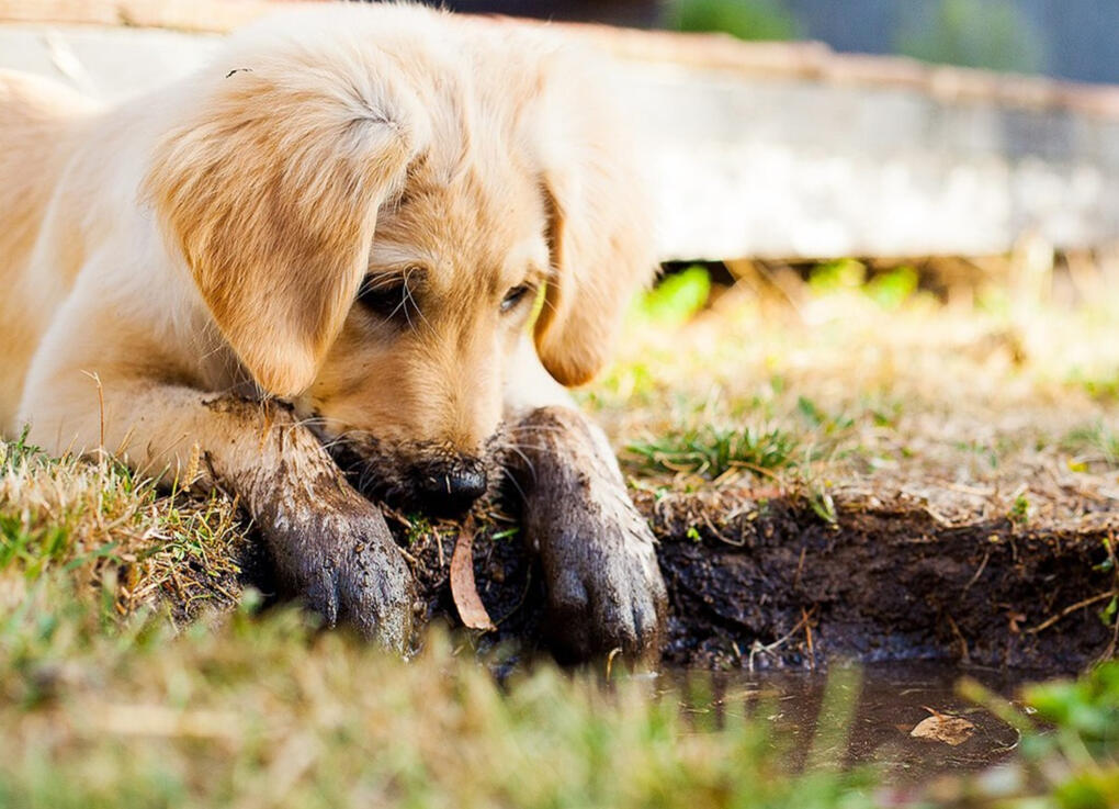 Dog Name Generator Find the Perfect Dog Names